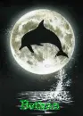 Bethan-dolphin