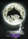Leah dolphin