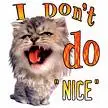 kitty i don't do nice