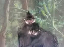 monkeys