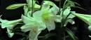 lilly