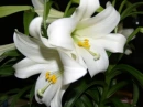 lilly