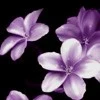 purple flowers