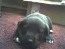puppy love