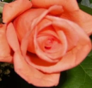 camelia