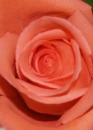 camelia