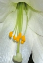 lilly