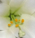 lilly