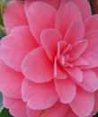 camelia