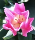pinktulip