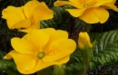 yellow flowers