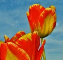 sky and tulips