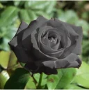 black rose