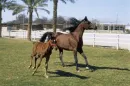 Egyptian Arabian Mare and Foal