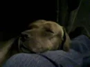 puppy sleeping