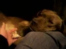 puppy sleeping