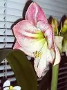 my amaryllis