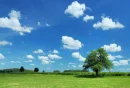 heaven tree