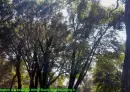 trees