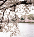 Cherry Blossoms