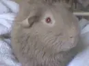 Tatu, my guineapig :)