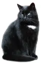 Black cat