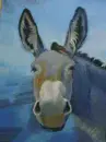 donkey