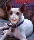 Fido