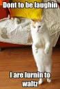 walking cat