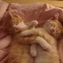 Love kittens