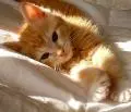 cute kitten