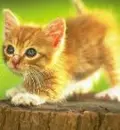 Cute Kitten