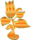 tulip
