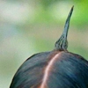 Cowlick