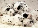 ~I see Spots!!!~