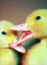 Duckling Love