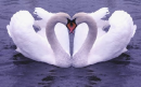 True Love