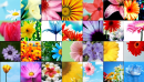 flower collage