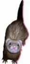 ferret