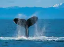 blue sea