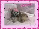 LIL PUPPY