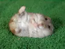 Cute