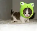 Ribbit?