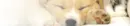 puppy banner