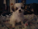 Roxi