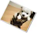 Mini Puppy
