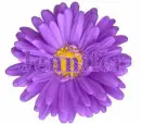 Jennifer Purple Flower