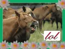 Horse laughing