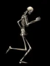 skelleton