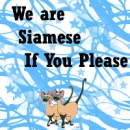 siamese